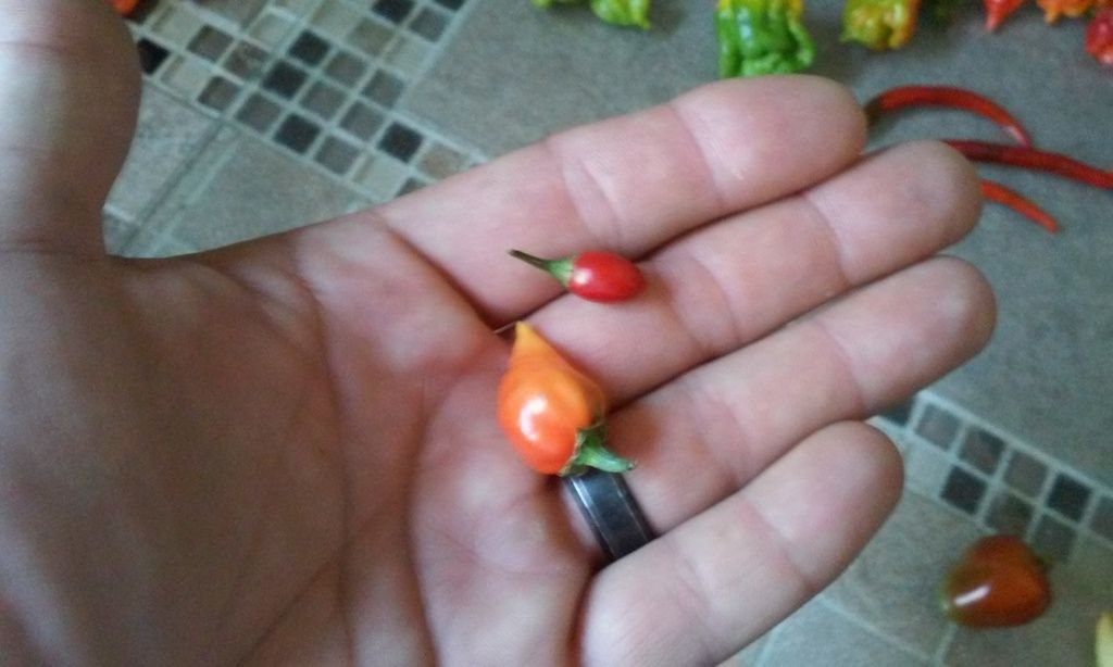 Temple of the clit Monkey dick peppers